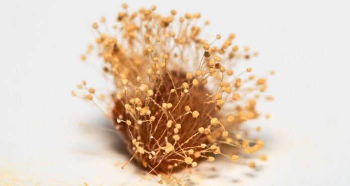 Help schimmelsporen opsporen